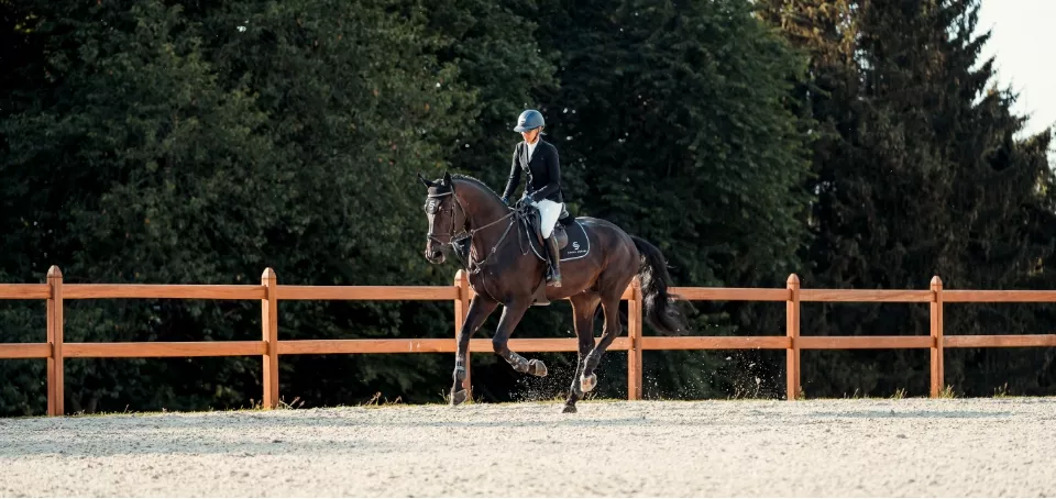 Photo d'un cheval en entraînement chez South Corner