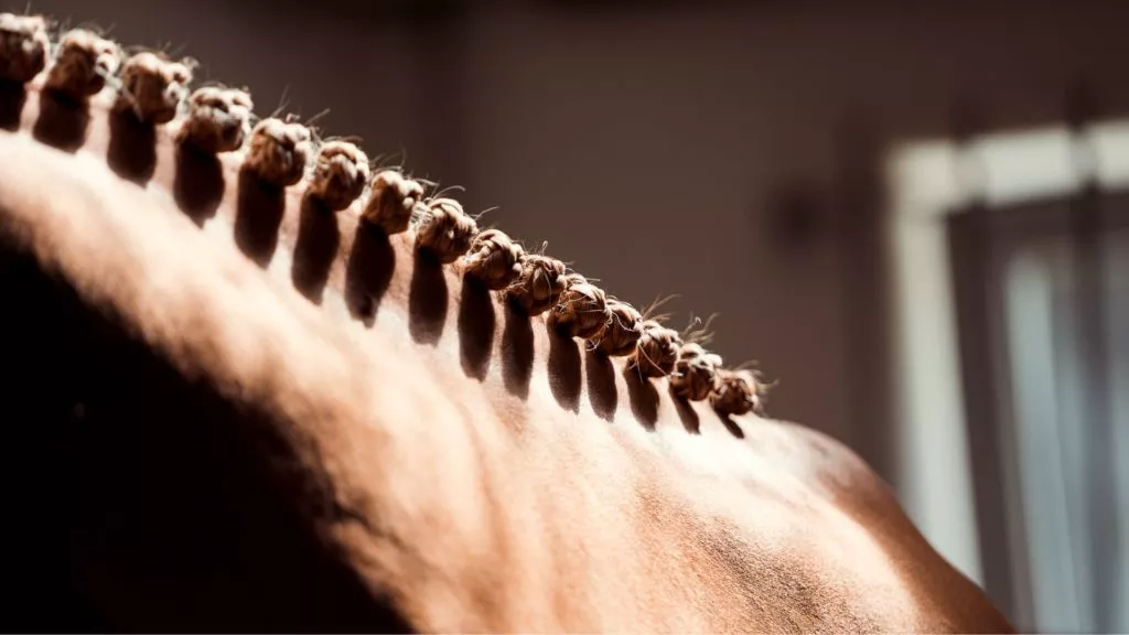 Photo du dos d'un cheval